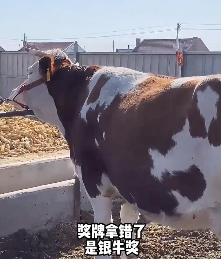 Ϸ(ayx)й¼